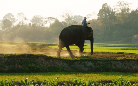 People Ride Elephant On Path At Countryside